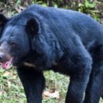 Bear Attack