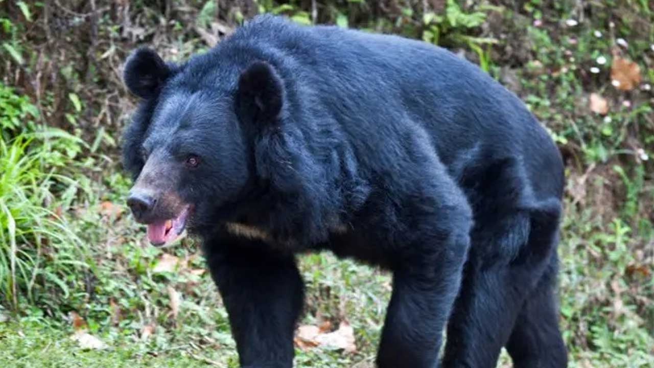 Bear Attack