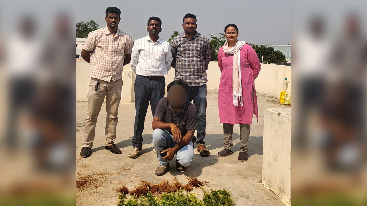 Ganja Plants Seized