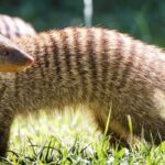 Mongoose Sighting