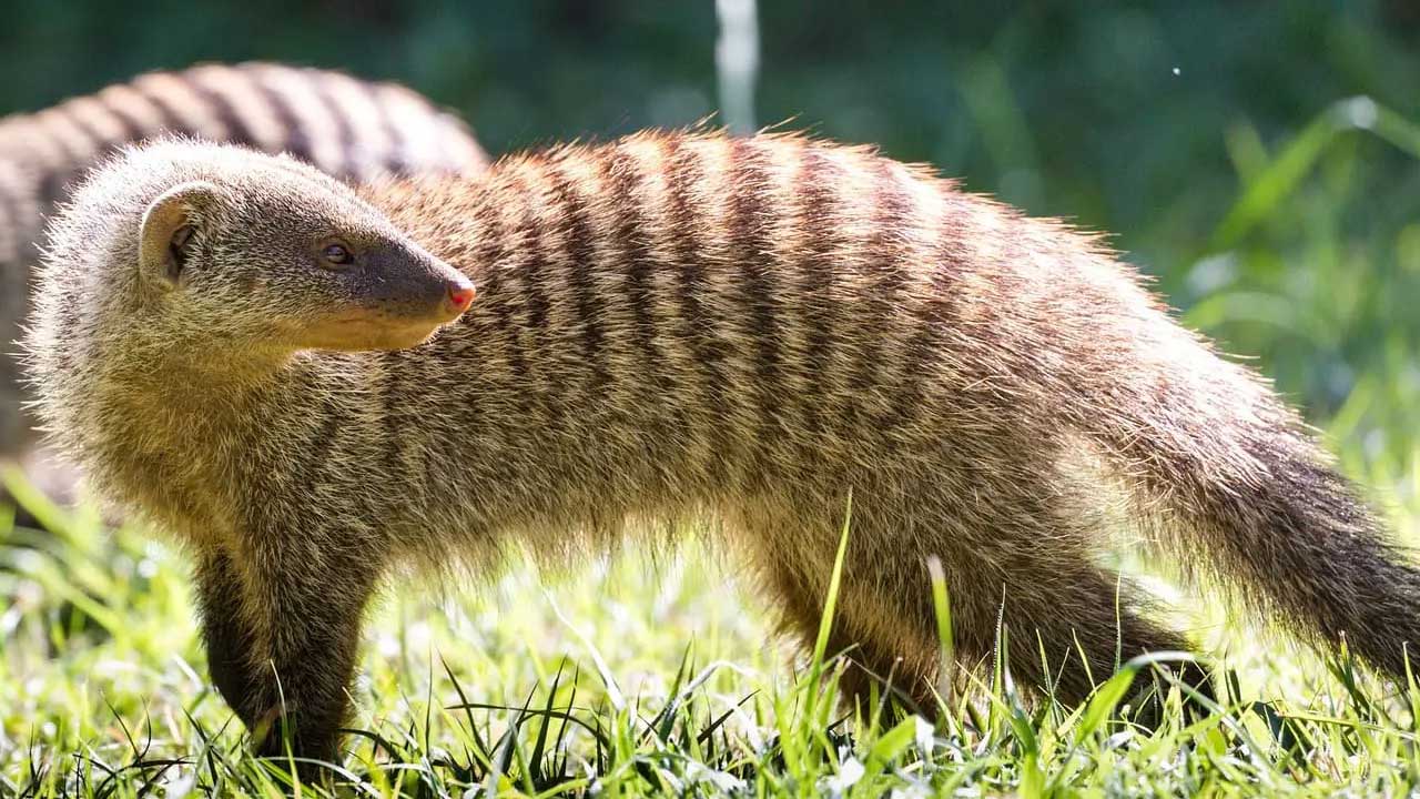 Mongoose Sighting