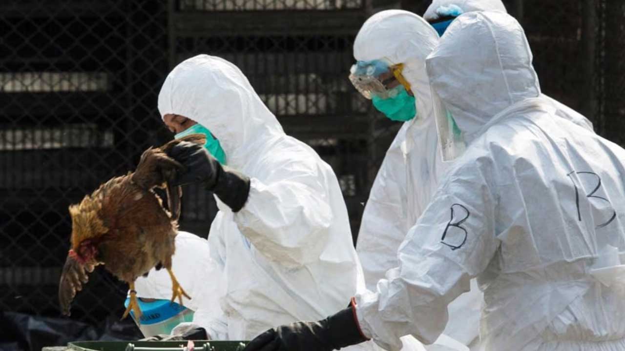 Bird Flu in Maharashtra