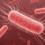 Banavasi Brucellosis