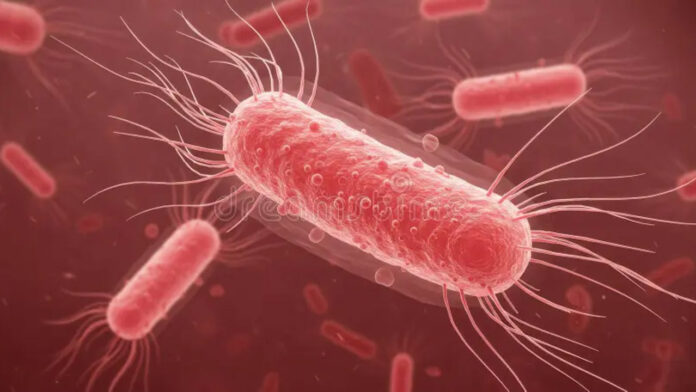 Banavasi Brucellosis