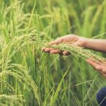Kharif MSP Hike