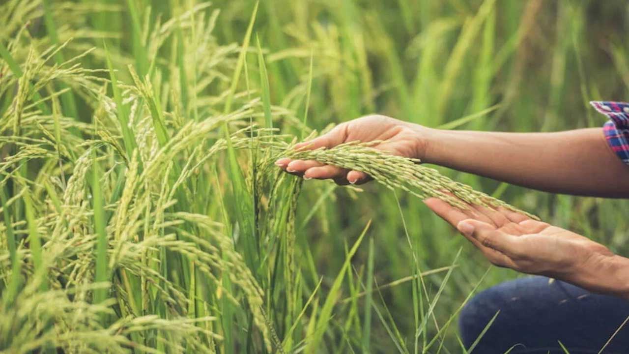 Kharif MSP Hike