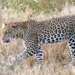 Leopard Attack in Yellareddy
