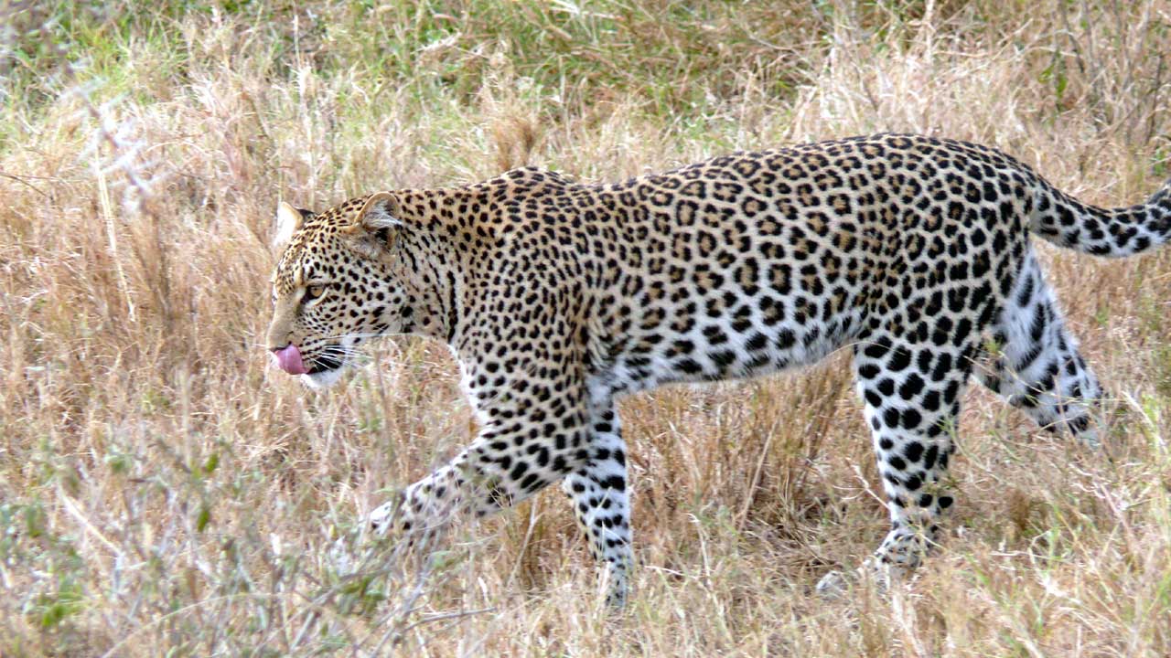 Leopard Attack in Yellareddy