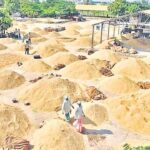 Paddy Farmers