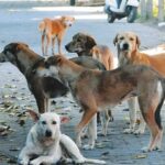 Street Dog Attack