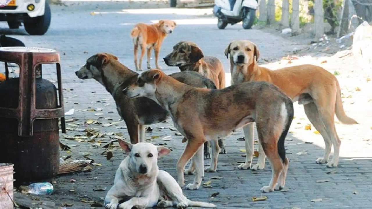 Street Dog Attack