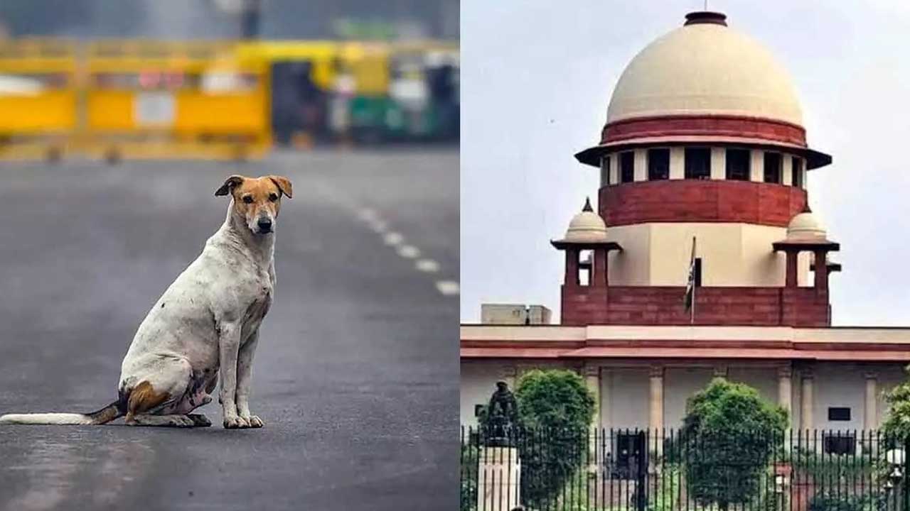Supreme Court on Street Dogs