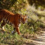 Tiger Attack Chandrapur