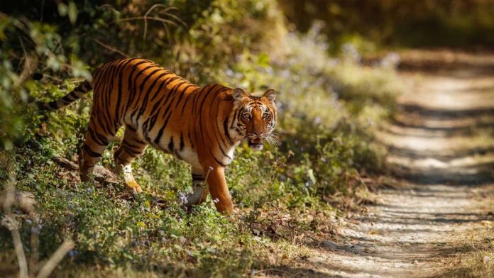 Tiger Attack Chandrapur