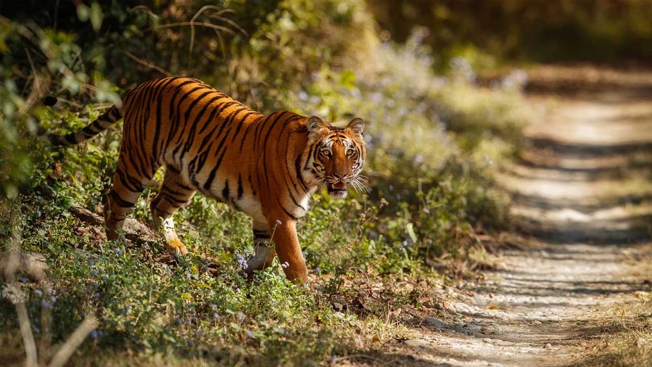 Tiger Attack Chandrapur
