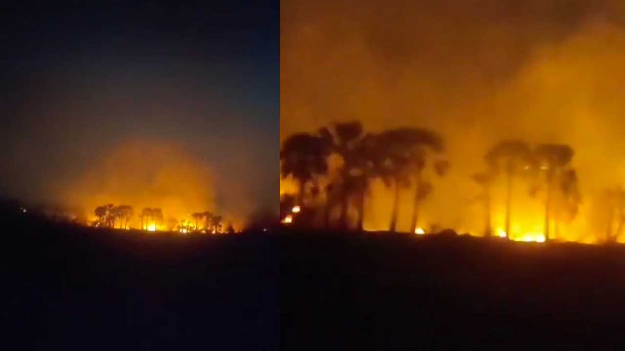 Padakal Palm Fire