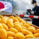 Japan Mango Export Ban