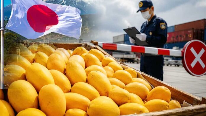 Japan Mango Export Ban