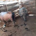 Cattle Shed Fire |