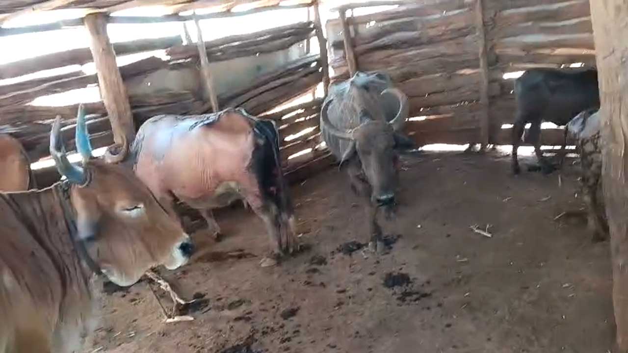 Cattle Shed Fire |