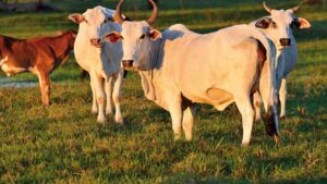 cows