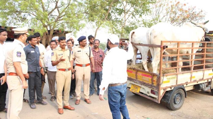 Satapur Cattle Market |