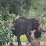 Elephant Rampage