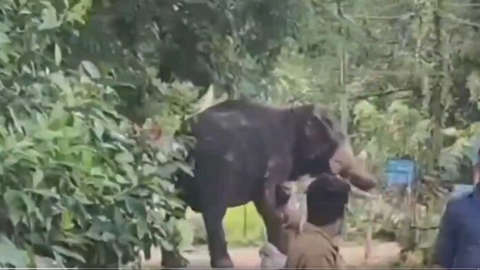 Elephant Rampage