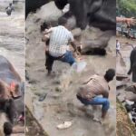 Kodagu Elephant Clash
