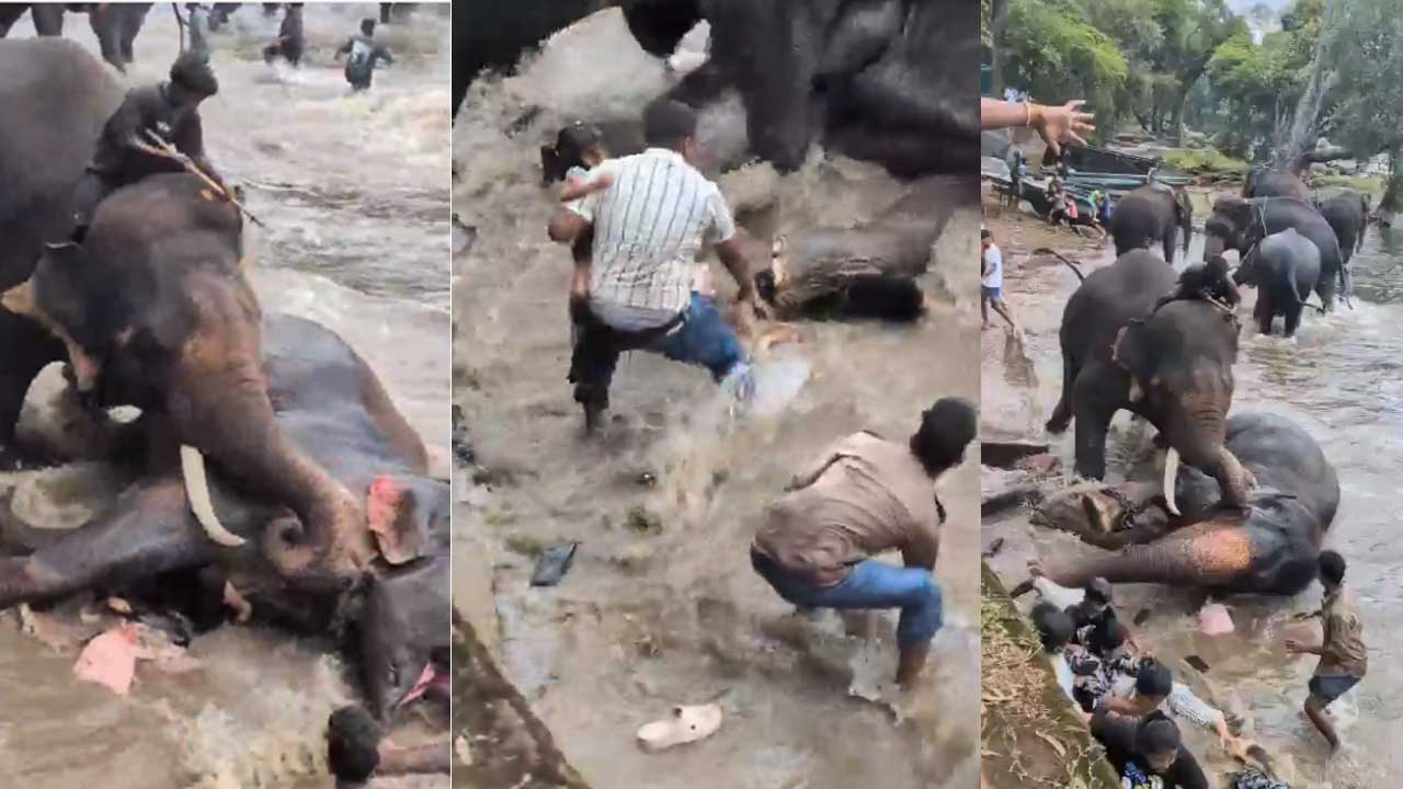 Kodagu Elephant Clash