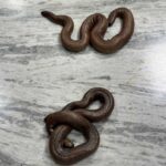Red Sand Boa Smuggling