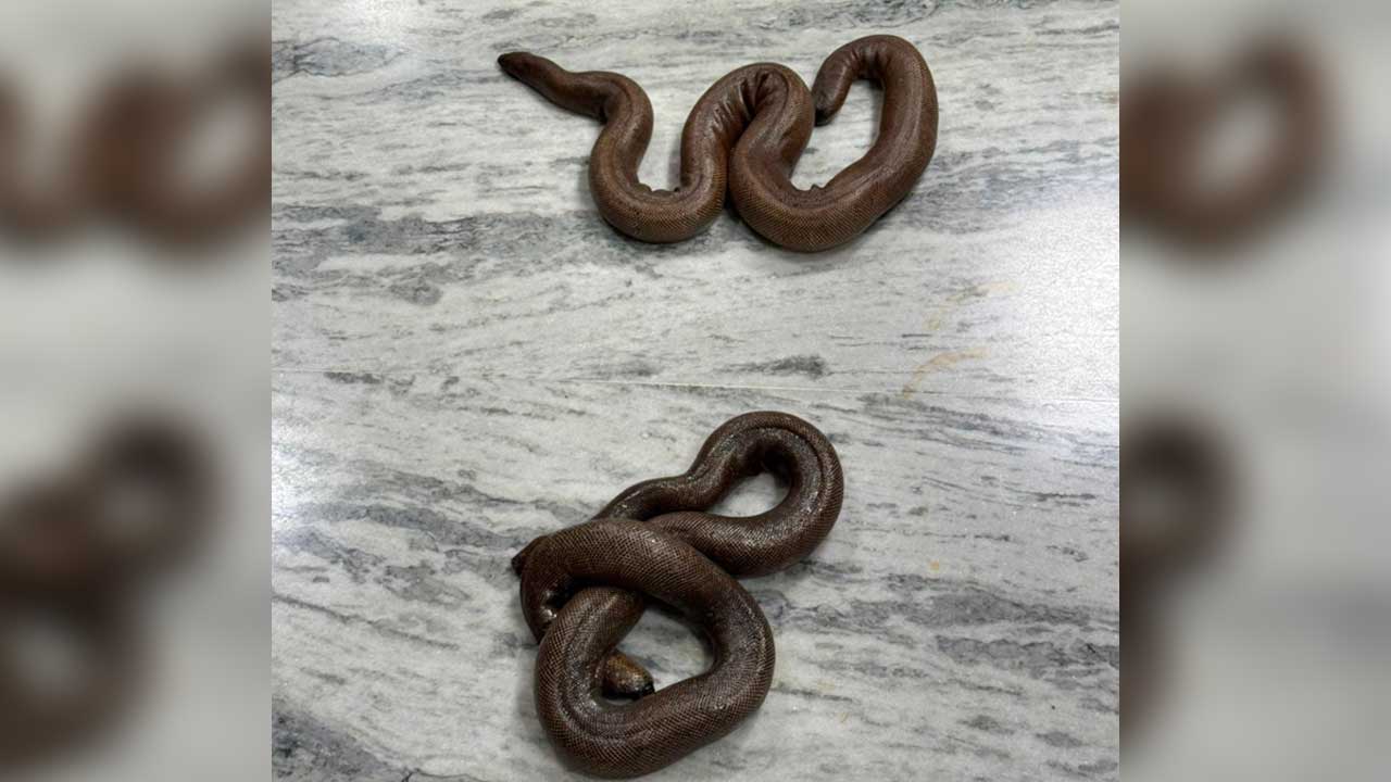 Red Sand Boa Smuggling