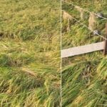 Yellareddy Rain Damage |