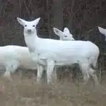Albino Hog Deer' shines in Kaziranga