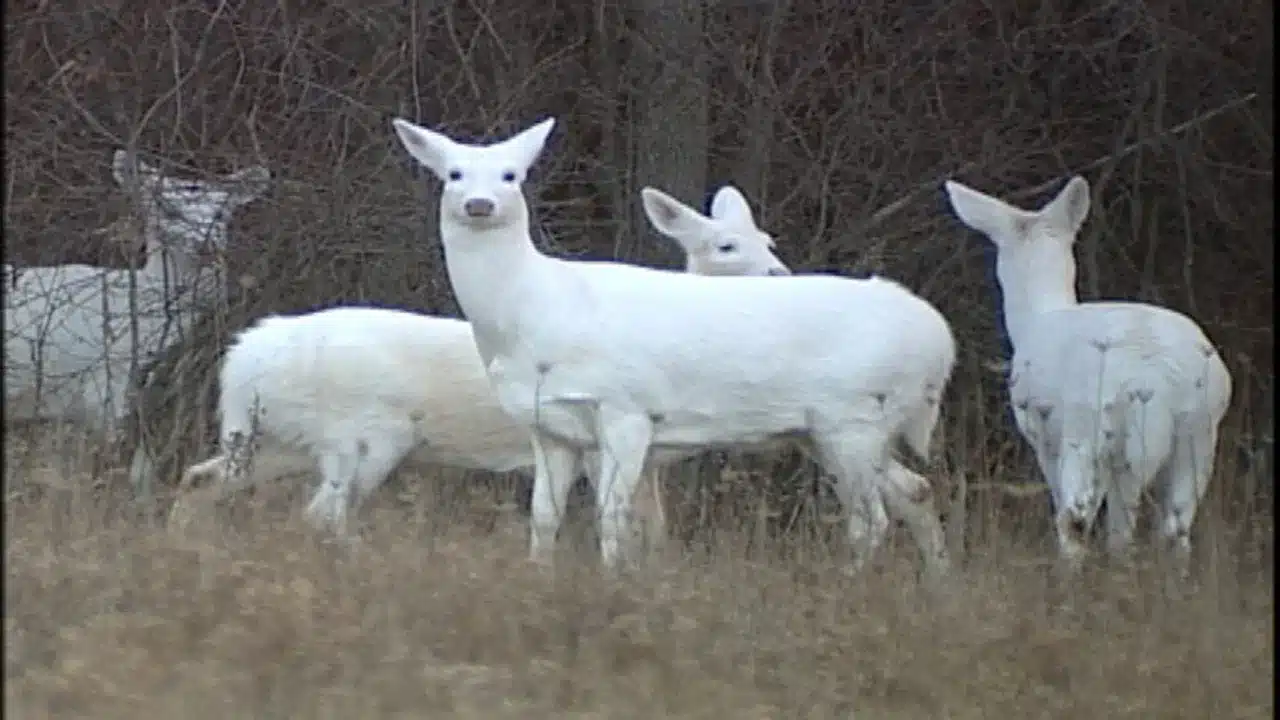 Albino Hog Deer' shines in Kaziranga