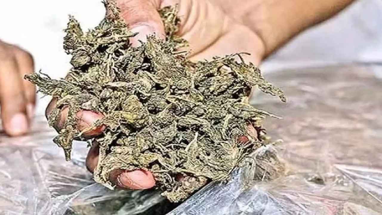Bheemgal Ganja Seizure