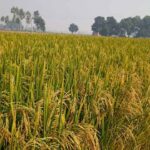 Crop Diversification