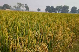 Crop Diversification