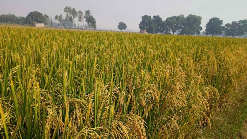 Crop Diversification
