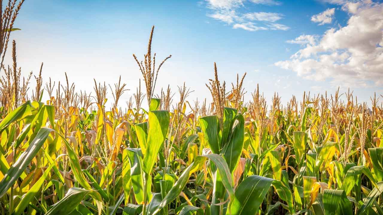 Crop Diversification
