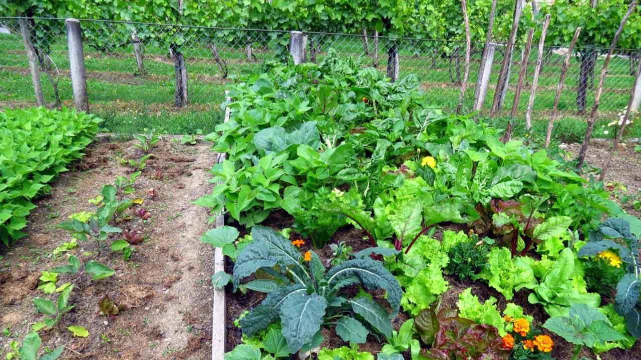 Crop Diversification