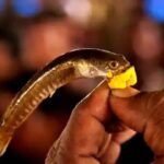 Fish Prasadam Distribution