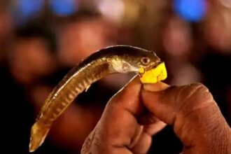 Fish Prasadam Distribution