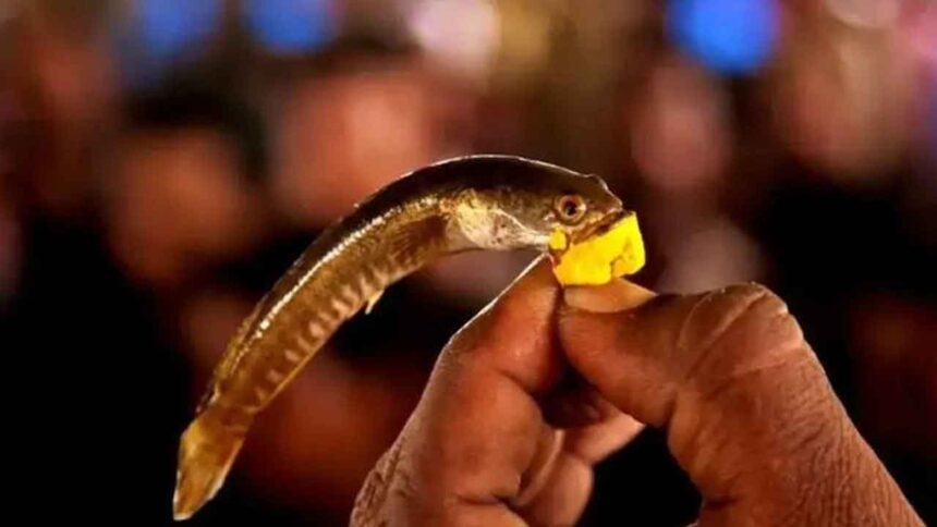 Fish Prasadam Distribution