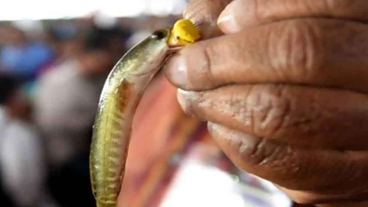 Fish Prasadam Distribution | కొనసాగుతున్న చేప ప్రసాదం పంపిణీ 2 Fish Prasadam Distribution