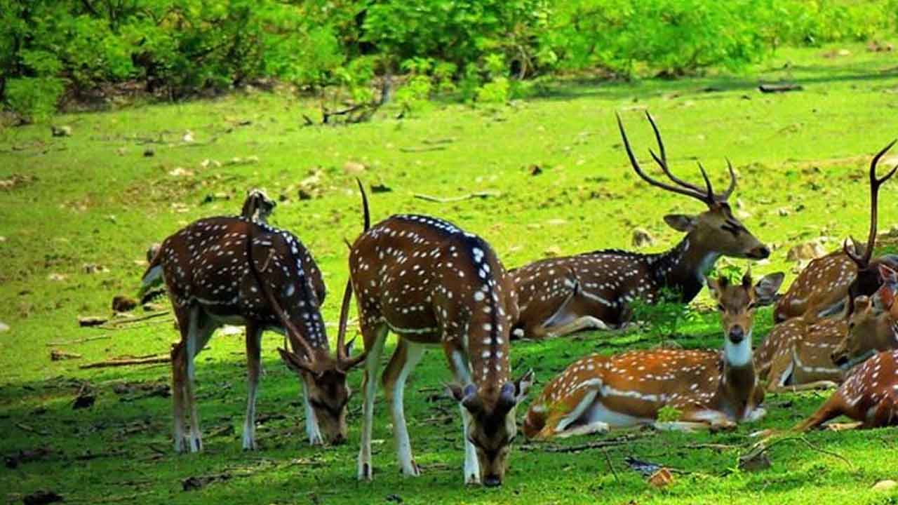 Kinnerasani Jungle Safari 