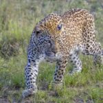 Leopard in SV University