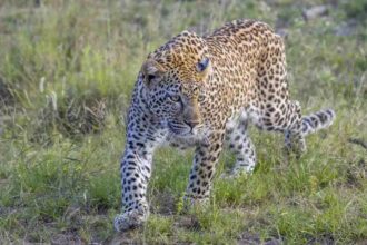 Leopard in SV University