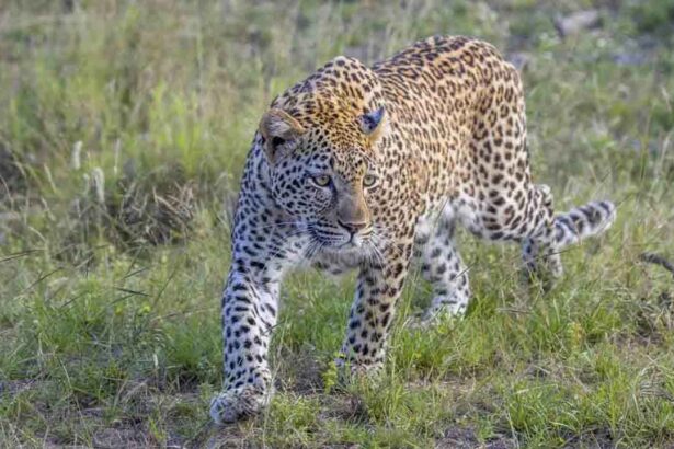 Leopard Movement Nizamabad |