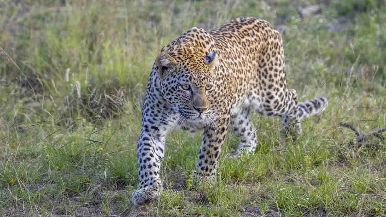 Leopard in SV University
